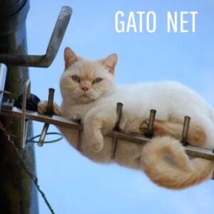 Gato Net